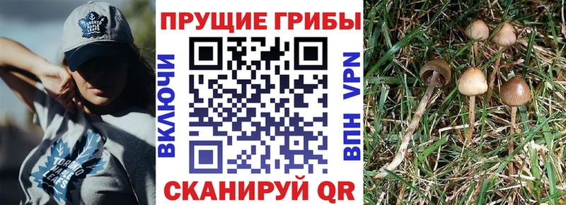 как найти закладки Шелехов Галлюциногенные грибы Psilocybe